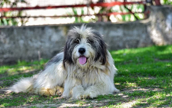 Romanian Carpathian Shepherd Dog Dog Used Centuries Romanian Shepherds Carpathians — Stok Foto