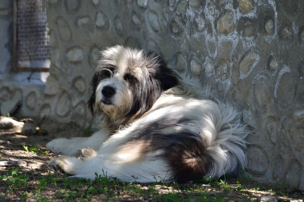 Румунська Карпатська Собака Пастух Собака Яку Століттями Використовують Румунські Пастухи — стокове фото