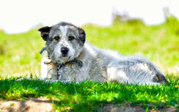 Romanian Carpathian Shepherd Dog Dog Used Centuries Romanian Shepherds Carpathians — ストック写真