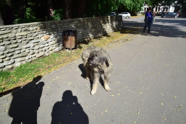 Rumeno Cane Pastore Dei Carpazi Cane Usato Secoli Dai Pastori — Foto Stock