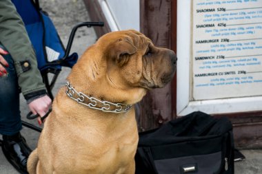 Bulldog, mastent tipli bir İngiliz köpeğidir. Kaslı, iri yapılı, buruşuk burunlu ve ittirilmiş burunlu bir köpek..