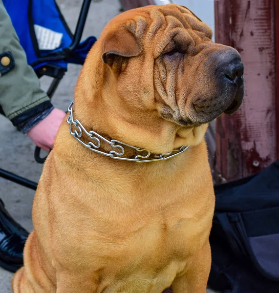 The Bulldog is a British breed of dog of mastiff type.  It is a muscular, well-built dog with a wrinkled face and a pushed-in nose.