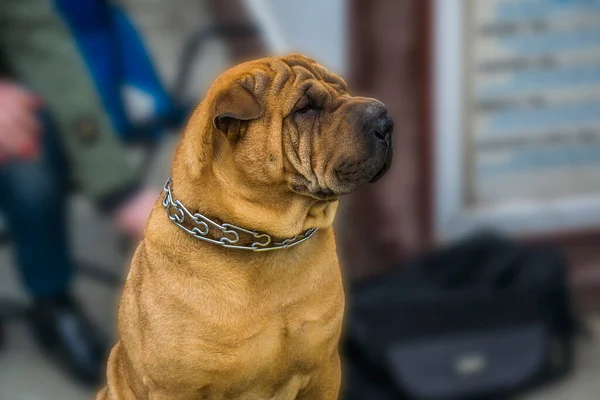 The Bulldog is a British breed of dog of mastiff type.  It is a muscular, well-built dog with a wrinkled face and a pushed-in nose.
