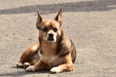 Dost köpekler arasında, talepkar olmayan sevecen insanların ortak özelliklerine sahip köpek türleri de bulunabilir ve evde tutulabilir ve hayvanlar ve çocuklarla iyi geçinilebilir..