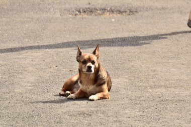Dost köpekler arasında, talepkar olmayan sevecen insanların ortak özelliklerine sahip köpek türleri de bulunabilir ve evde tutulabilir ve hayvanlar ve çocuklarla iyi geçinilebilir..