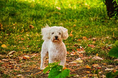 companion dogs include several breeds of dogs with the common characteristics of loving people, not demanding, can be kept at home and get along well with animals and children.
