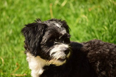 Dost köpekler arasında, talepkar olmayan sevecen insanların ortak özelliklerine sahip köpek türleri de bulunabilir ve evde tutulabilir ve hayvanlar ve çocuklarla iyi geçinilebilir..