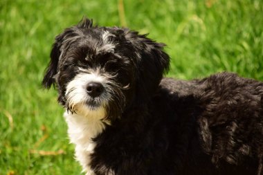 Dost köpekler arasında, talepkar olmayan sevecen insanların ortak özelliklerine sahip köpek türleri de bulunabilir ve evde tutulabilir ve hayvanlar ve çocuklarla iyi geçinilebilir..