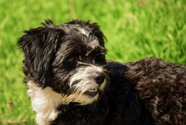 Dost köpekler arasında, talepkar olmayan sevecen insanların ortak özelliklerine sahip köpek türleri de bulunabilir ve evde tutulabilir ve hayvanlar ve çocuklarla iyi geçinilebilir..