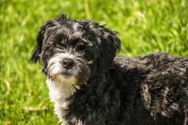 Dost köpekler arasında, talepkar olmayan sevecen insanların ortak özelliklerine sahip köpek türleri de bulunabilir ve evde tutulabilir ve hayvanlar ve çocuklarla iyi geçinilebilir..