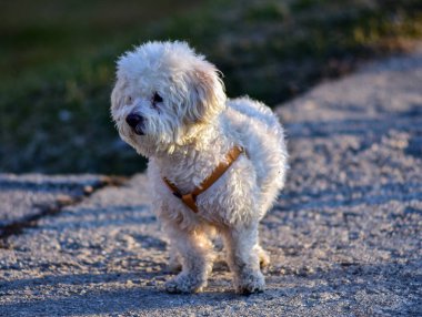 Dost köpekler arasında, talepkar olmayan sevecen insanların ortak özelliklerine sahip köpek türleri de bulunabilir ve evde tutulabilir ve hayvanlar ve çocuklarla iyi geçinilebilir..