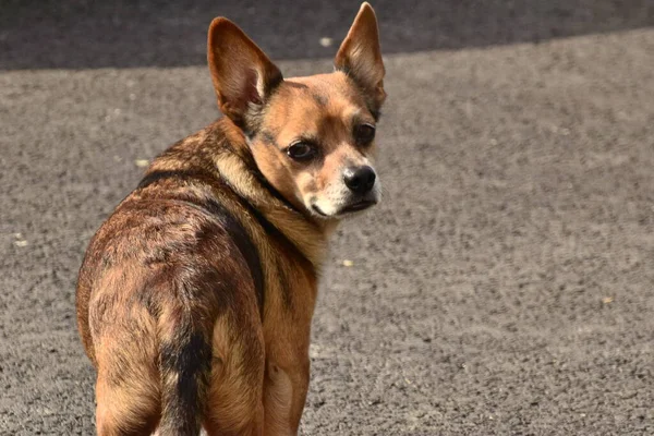 Cani Compagnia Includono Diverse Razze Cani Con Caratteristiche Comuni Amare — Foto Stock