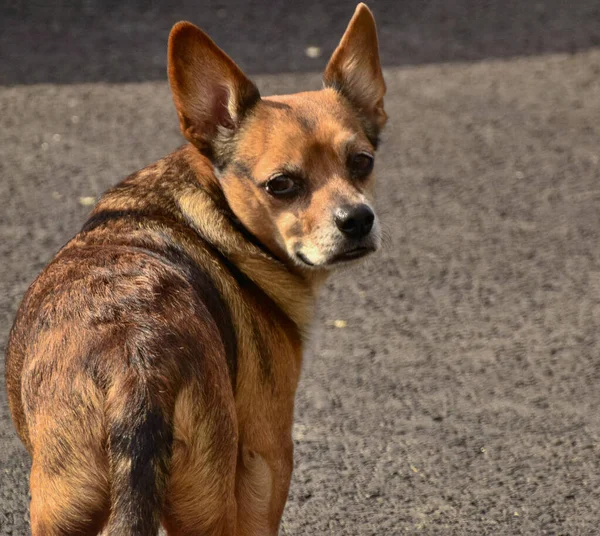 Cani Compagnia Includono Diverse Razze Cani Con Caratteristiche Comuni Amare — Foto Stock