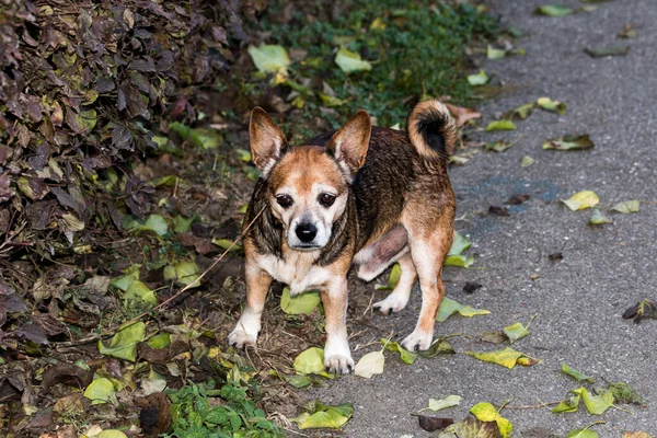 Útitárs Kutyák Közé Tartozik Több Fajta Kutyák Közös Jellemzői Szerető — Stock Fotó