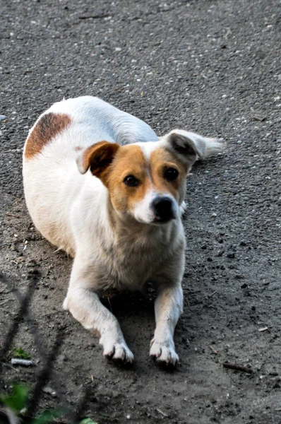 Companion Dogs Include Several Breeds Dogs Common Characteristics Loving People — Foto de Stock