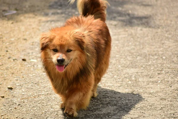 Cães Companheiros Incluem Várias Raças Cães Com Características Comuns Pessoas — Fotografia de Stock