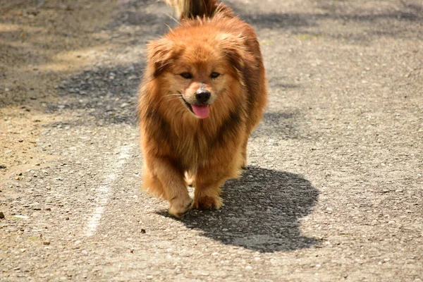 Companion Dogs Include Several Breeds Dogs Common Characteristics Loving People — Φωτογραφία Αρχείου