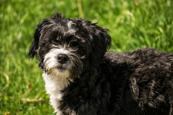 Metgezellen Honden Omvatten Verschillende Rassen Van Honden Met Gemeenschappelijke Kenmerken — Stockfoto