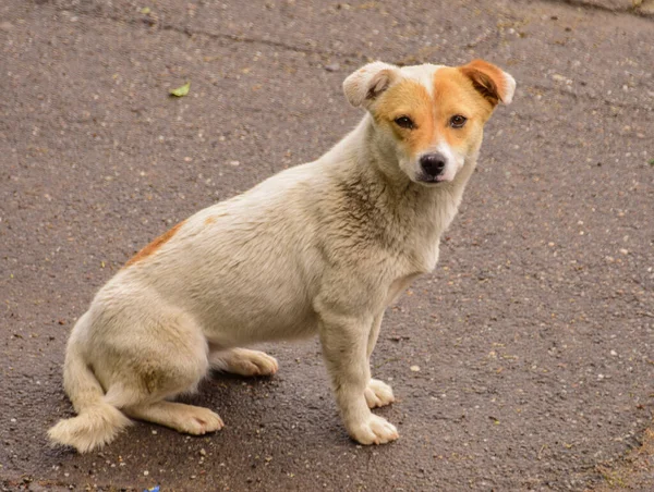 Companion Dogs Include Several Breeds Dogs Common Characteristics Loving People — Foto de Stock