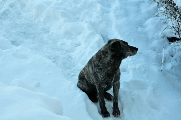 Maidan Sind Straßenhunde Die Aufgrund Von Bissen Die Extremfall Sogar — Stockfoto