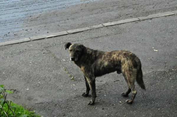 Maidans Stray Dogs Streets Have Become Constant Worrying Presence Many — Photo