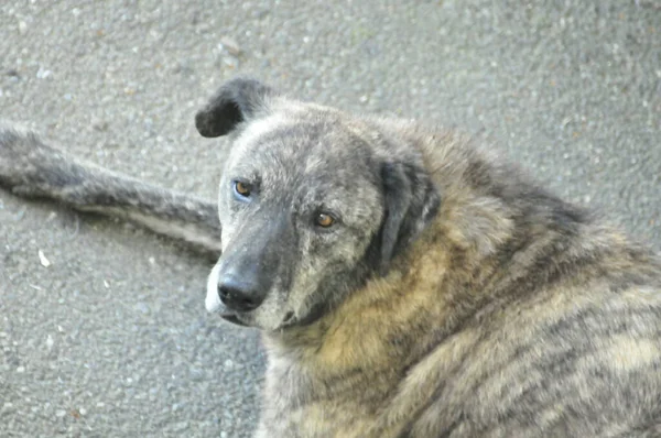 Maidans Stray Dogs Streets Have Become Constant Worrying Presence Many — 스톡 사진