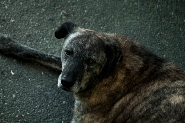 Maidans Stray Dogs Streets Have Become Constant Worrying Presence Many — ストック写真