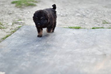 Hizmetçiler, ısırıklar yüzünden dünyanın pek çok yerinde sürekli ve endişe verici bir varlık haline gelen sokak köpekleridir. Bu durum aşırı durumlarda kurbanların ölümüne bile yol açar.
