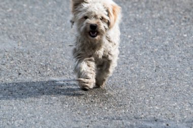 Hizmetçiler, ısırıklar yüzünden dünyanın pek çok yerinde sürekli ve endişe verici bir varlık haline gelen sokak köpekleridir. Bu durum aşırı durumlarda kurbanların ölümüne bile yol açar.