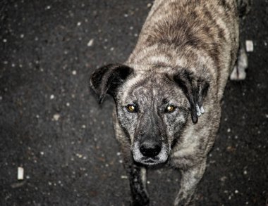 Hizmetçiler, ısırıklar yüzünden dünyanın pek çok yerinde sürekli ve endişe verici bir varlık haline gelen sokak köpekleridir. Bu durum aşırı durumlarda kurbanların ölümüne bile yol açar.