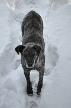 Hizmetçiler, ısırıklar yüzünden dünyanın pek çok yerinde sürekli ve endişe verici bir varlık haline gelen sokak köpekleridir. Bu durum aşırı durumlarda kurbanların ölümüne bile yol açar.