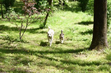 Hizmetçiler, ısırıklar yüzünden dünyanın pek çok yerinde sürekli ve endişe verici bir varlık haline gelen sokak köpekleridir. Bu durum aşırı durumlarda kurbanların ölümüne bile yol açar.