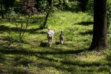 Hizmetçiler, ısırıklar yüzünden dünyanın pek çok yerinde sürekli ve endişe verici bir varlık haline gelen sokak köpekleridir. Bu durum aşırı durumlarda kurbanların ölümüne bile yol açar.