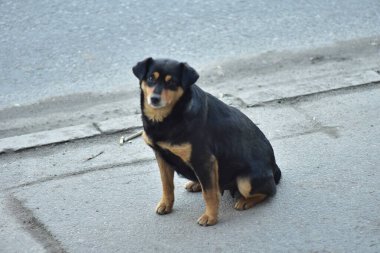 Maidans are the stray dogs on the streets that have become a constant and worrying presence in many places in the world due to bites, which in extreme cases even lead to the death of the victims