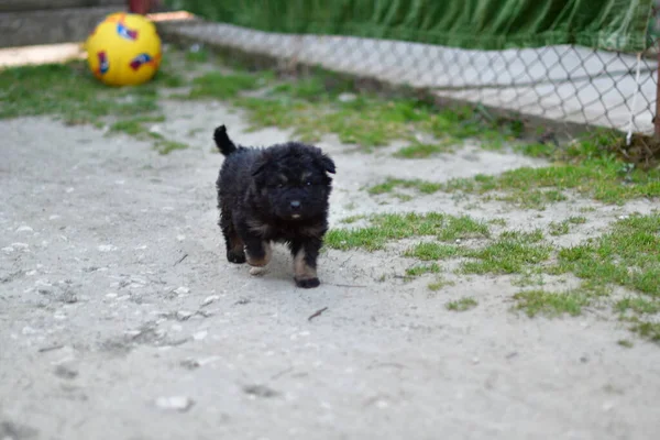 Meisjes Zijn Zwerfhonden Straat Die Een Constante Zorgwekkende Aanwezigheid Zijn — Stockfoto