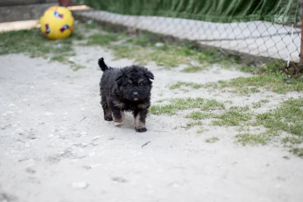 Maidans Stray Dogs Streets Have Become Constant Worrying Presence Many — 스톡 사진