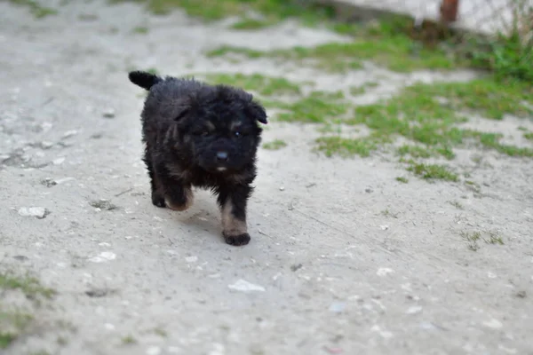 Maidans Stray Dogs Streets Have Become Constant Worrying Presence Many — Stock Fotó