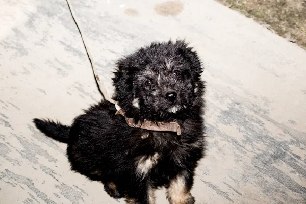 Meisjes Zijn Zwerfhonden Straat Die Een Constante Zorgwekkende Aanwezigheid Zijn — Stockfoto