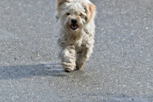 Maidans Stray Dogs Streets Have Become Constant Worrying Presence Many — Stock Photo, Image