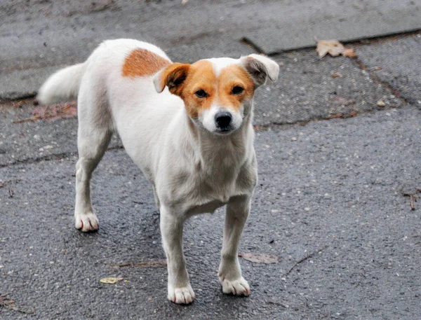 Maidans Stray Dogs Streets Have Become Constant Worrying Presence Many — Foto de Stock