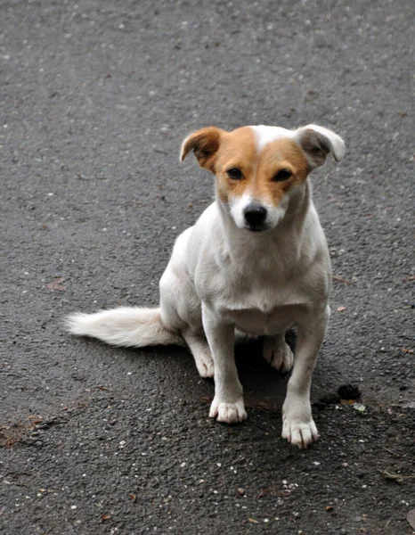 Maidans Stray Dogs Streets Have Become Constant Worrying Presence Many — Foto de Stock