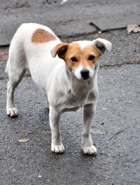 Maidans Stray Dogs Streets Have Become Constant Worrying Presence Many — Foto de Stock