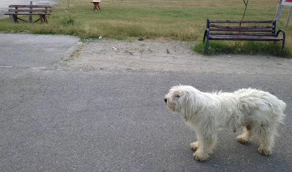 Maidans Stray Dogs Streets Have Become Constant Worrying Presence Many — стоковое фото