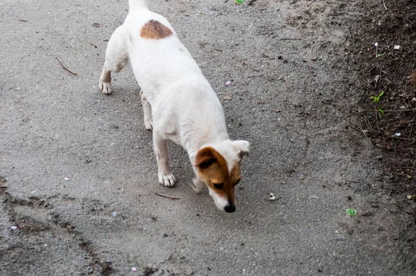 Maidans Stray Dogs Streets Have Become Constant Worrying Presence Many — Stock Fotó