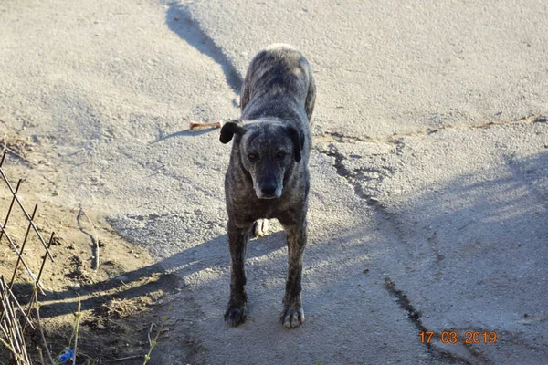 Maidans Stray Dogs Streets Have Become Constant Worrying Presence Many — Stock fotografie