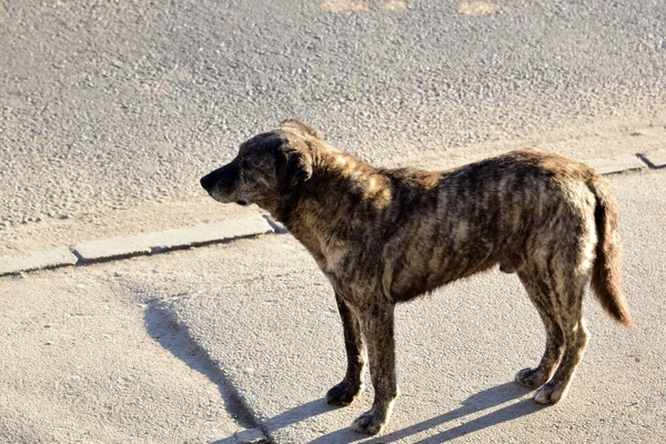 Maidan Sind Straßenhunde Die Aufgrund Von Bissen Die Extremfall Sogar — Stockfoto