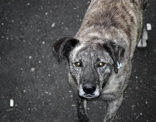 Maidans Stray Dogs Streets Have Become Constant Worrying Presence Many — ストック写真