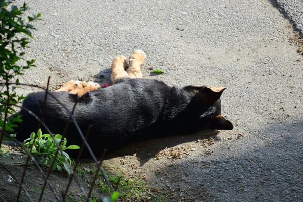 Maidans São Cães Vadios Nas Ruas Que Tornaram Uma Presença — Fotografia de Stock