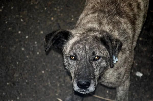 Maidans Stray Dogs Streets Have Become Constant Worrying Presence Many — Photo