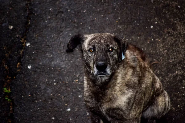 Maidans Stray Dogs Streets Have Become Constant Worrying Presence Many — стоковое фото